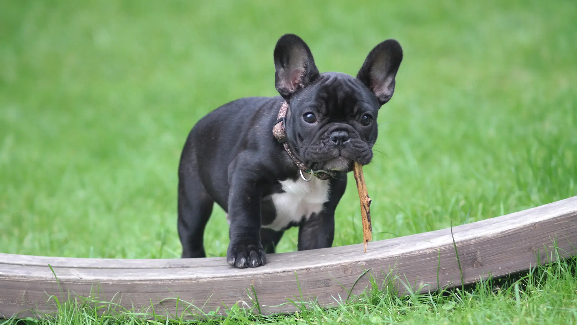 French bulldog puppy standing on grass