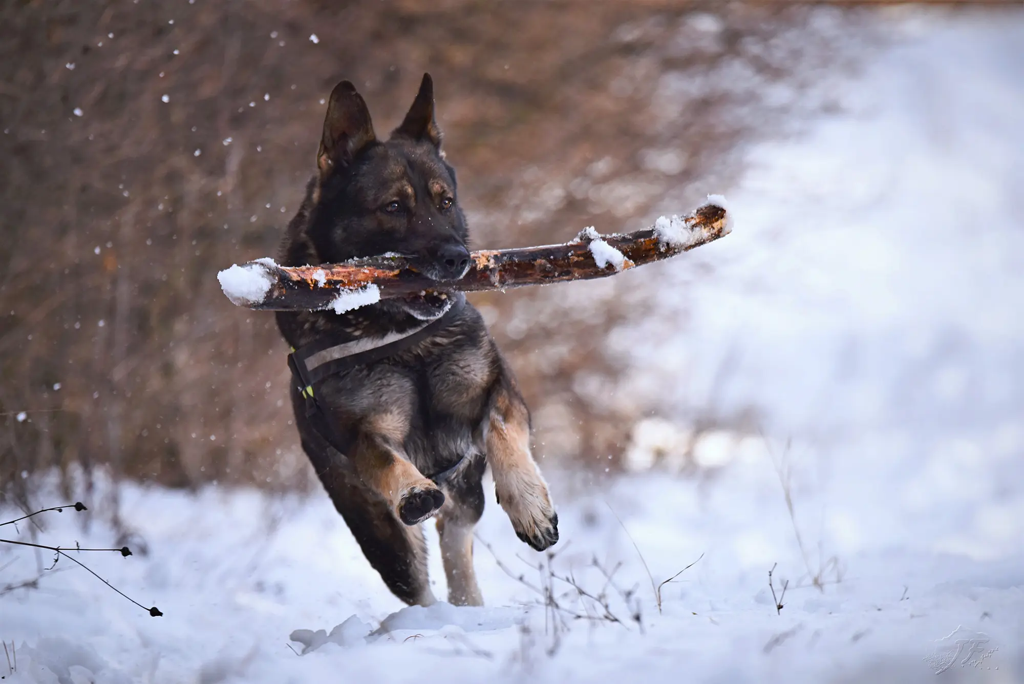 German shepherd running through snow with a stick