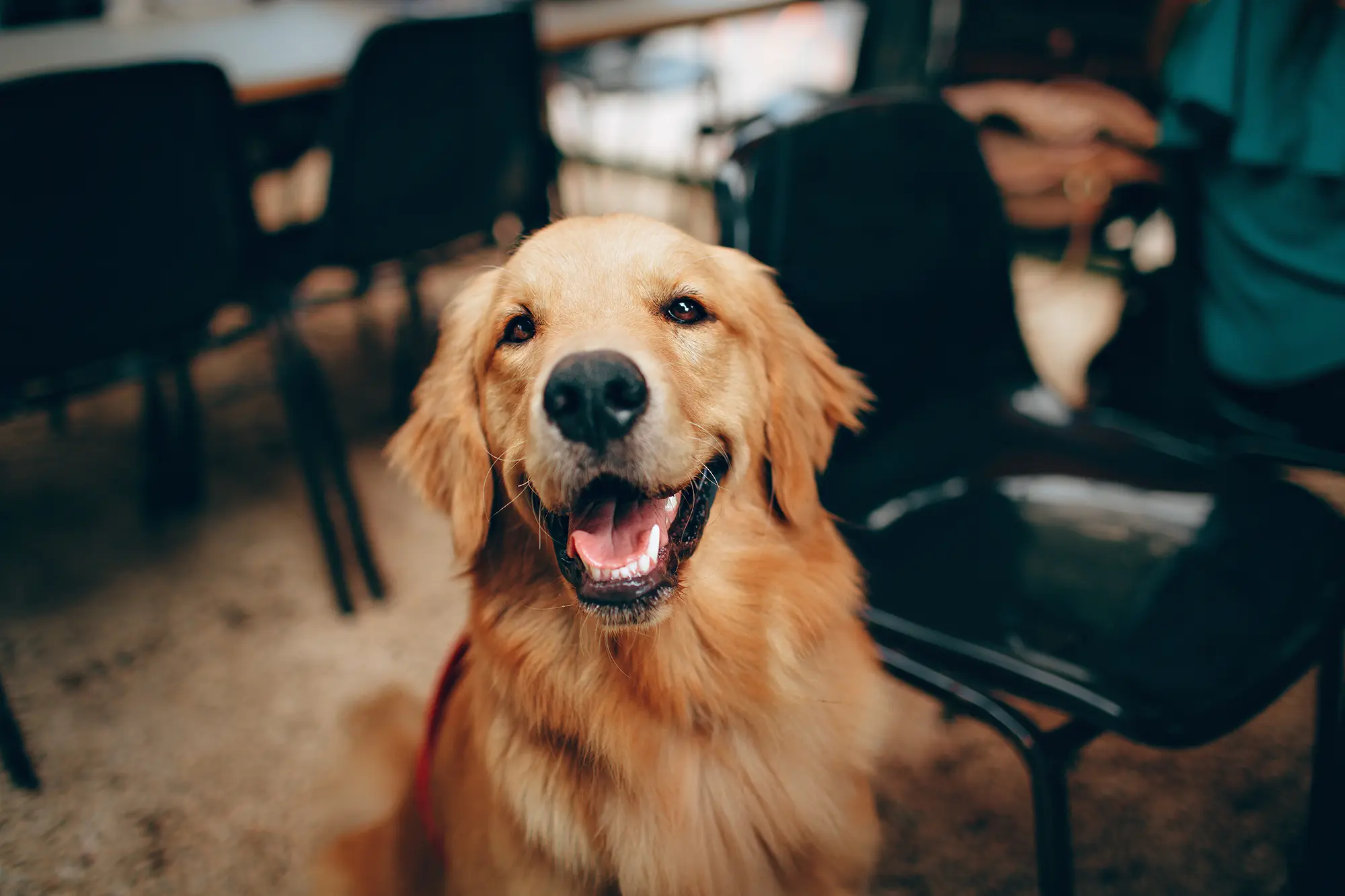Smiling golden retriever indoors