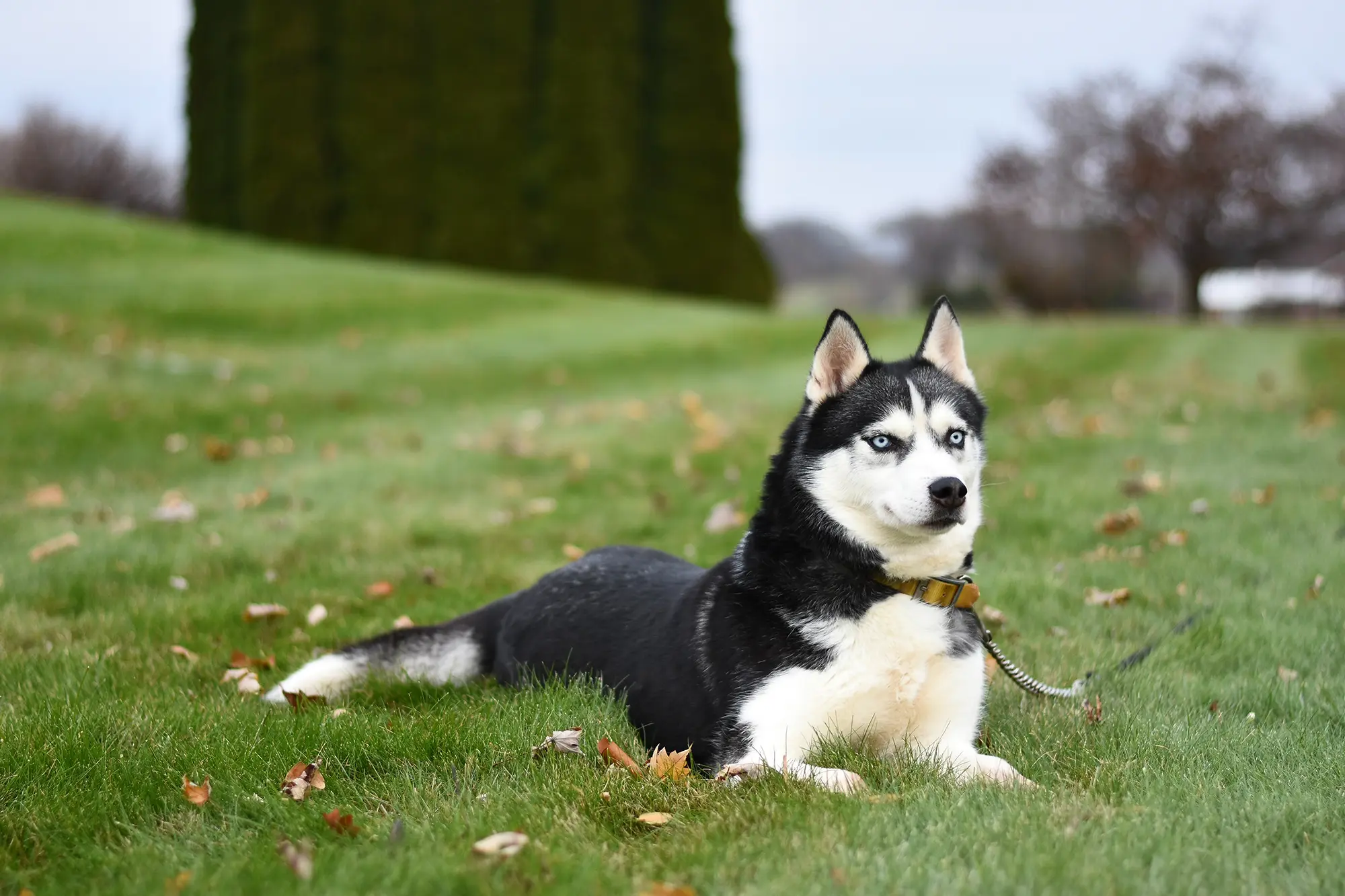Siberian husky lying on grass