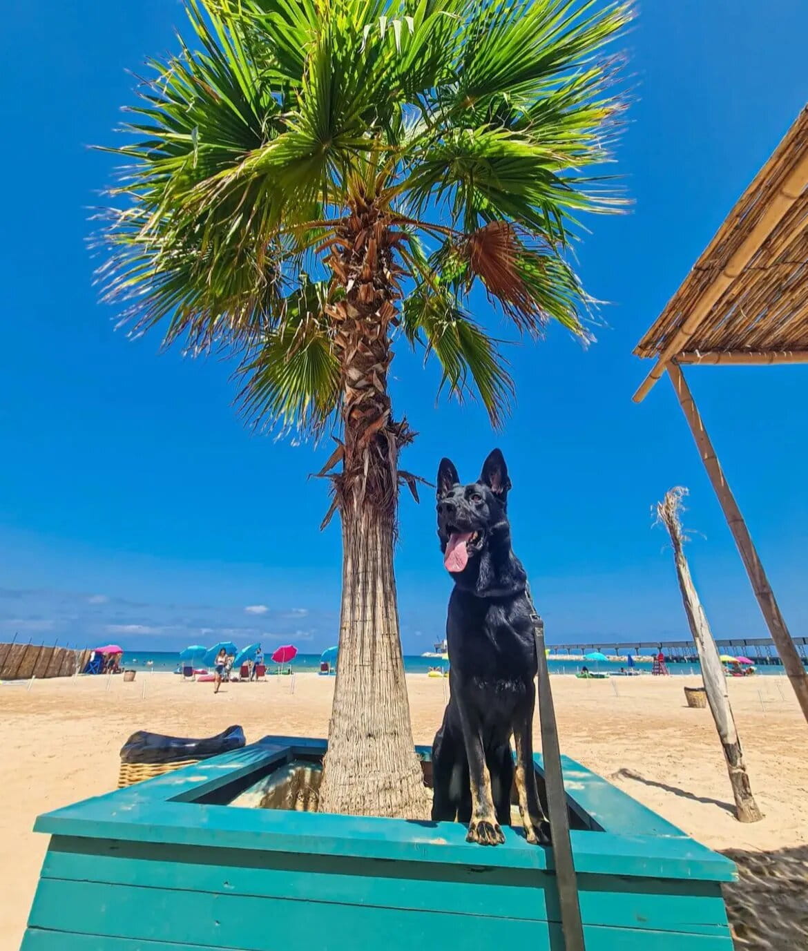 Black dog standing beneath a palm tree at Nowhere Beach in Chekka