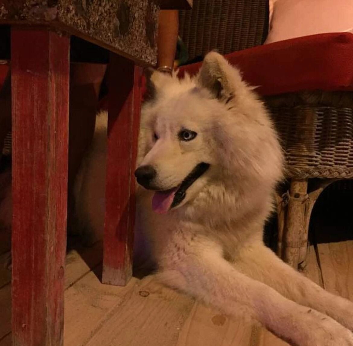 White fluffy dog resting in the shade at Cloud 59 in Tyre