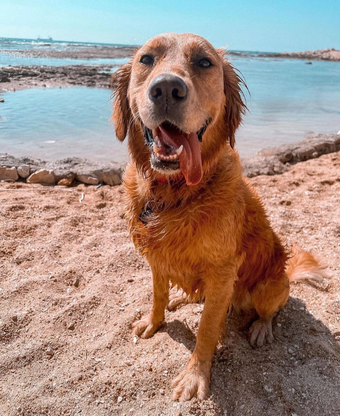 Wet golden retriever on the rocky shore at a beach in Batroun