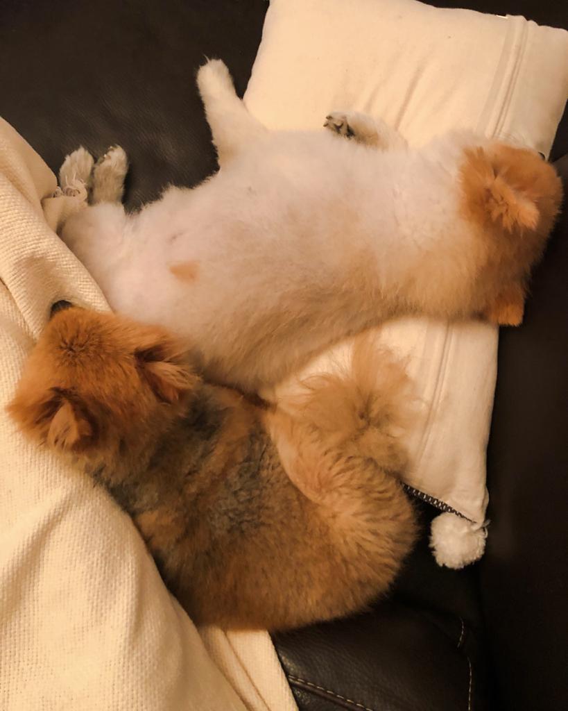 Pomeranian dogs Elvis and Zoe napping on a sofa