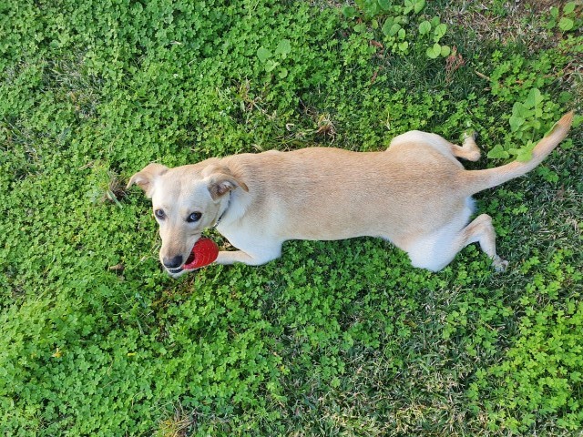 Bailey the dog lying on green grass with a red chew toy